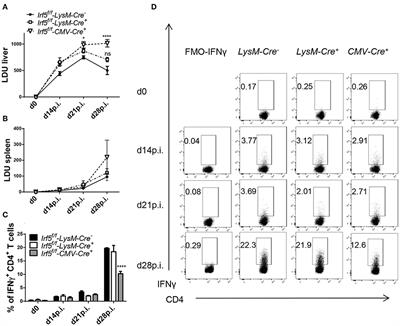 IRF-5 Expression in Myeloid Cells Is Required for Splenomegaly in L. donovani Infected Mice